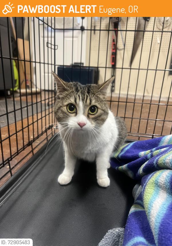 Found/Stray Unknown Cat last seen 24th and Taylor in Friendly Area, Eugene, OR 97405