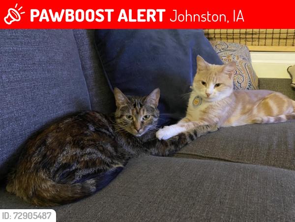 Lost Female Cat last seen Near nw burr oak dr, Johnston, IA 50131