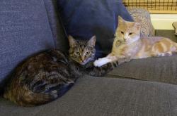 Lost Female Cat last seen Near nw burr oak dr, Johnston, IA 50131