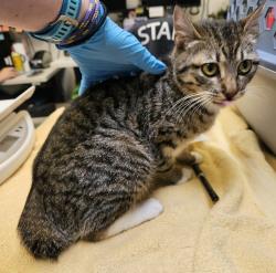 Shelter Stray Female Cat last seen Division / 162nd, OR, Troutdale, OR 97060