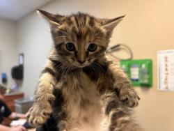 Shelter Stray Female Cat last seen Phil Mar Lane, Vista, CA, 92083, Oceanside, CA 92058