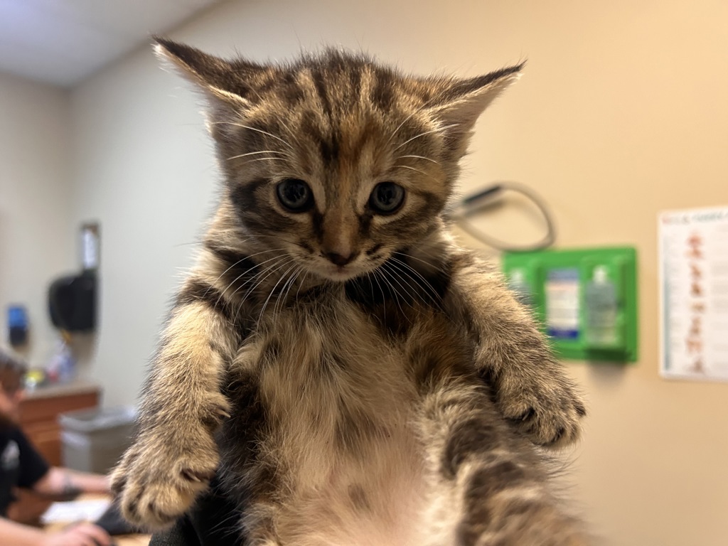 Shelter Stray Female Cat last seen Phil Mar Lane, Vista, CA, 92083, Oceanside, CA 92058