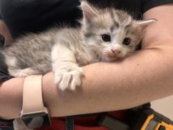 Shelter Stray Female Cat last seen Phil Mar Lane, Vista, CA, 92083, Oceanside, CA 92058