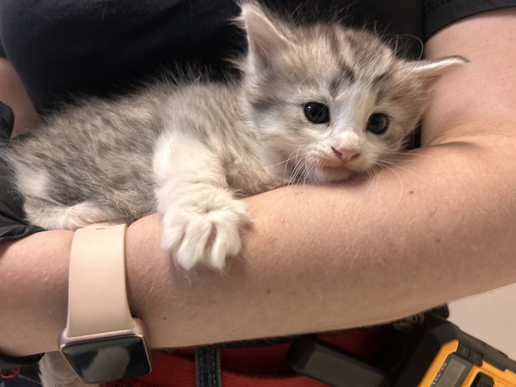 Shelter Stray Female Cat last seen Phil Mar Lane, Vista, CA, 92083, Oceanside, CA 92058