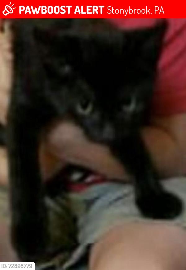 Lost Male Cat last seen None, Stonybrook, PA 17402