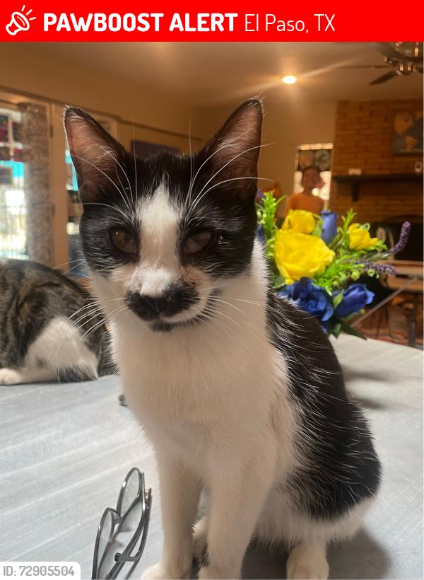Lost Female Cat last seen Marcus Uribe and Sean Haggerty, El Paso, TX 79934