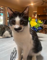 Lost Female Cat last seen Marcus Uribe and Sean Haggerty, El Paso, TX 79934