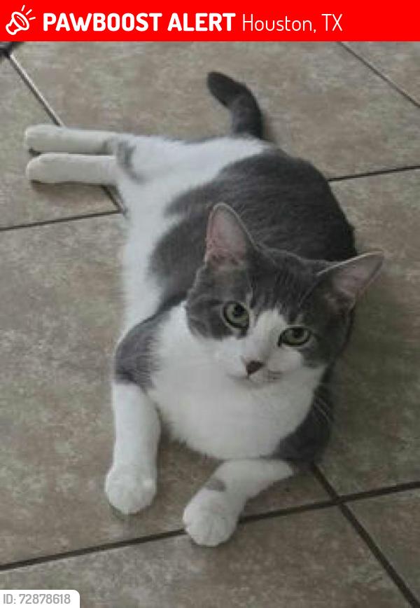 Lost Male Cat last seen Sagerock, sageplum, blackhawk, Houston, TX 77089