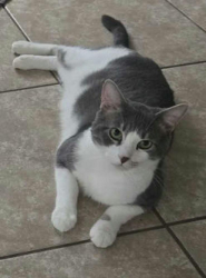 Lost Male Cat last seen Sagerock, sageplum, blackhawk, Houston, TX 77089