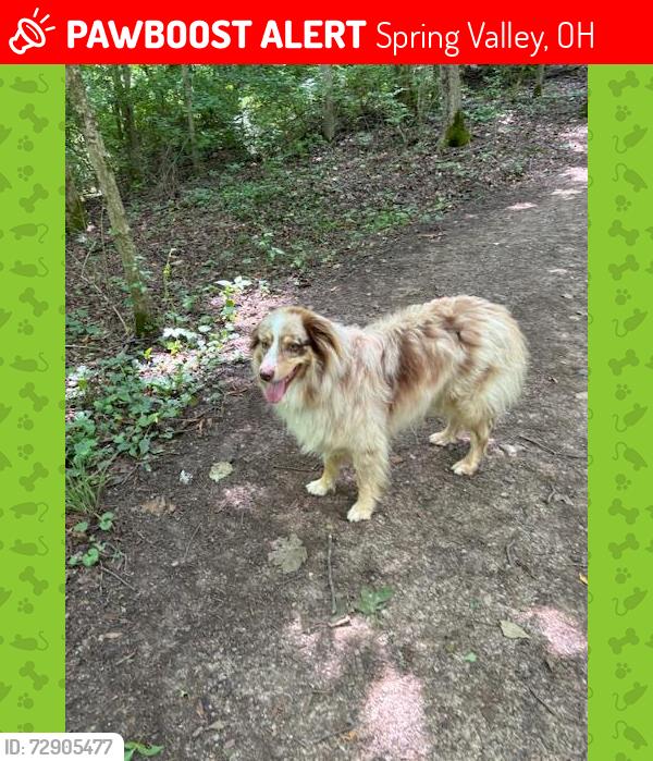 Lost Male Dog last seen Washington Mill and Spahr roads, Spring Valley, OH 45370