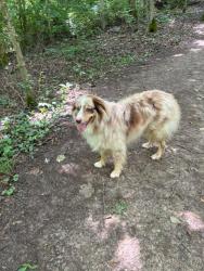 Lost Male Dog last seen Washington Mill and Spahr roads, Spring Valley, OH 45370