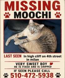 Lost Male Cat last seen high cliff trailers, Milan, IL 61264