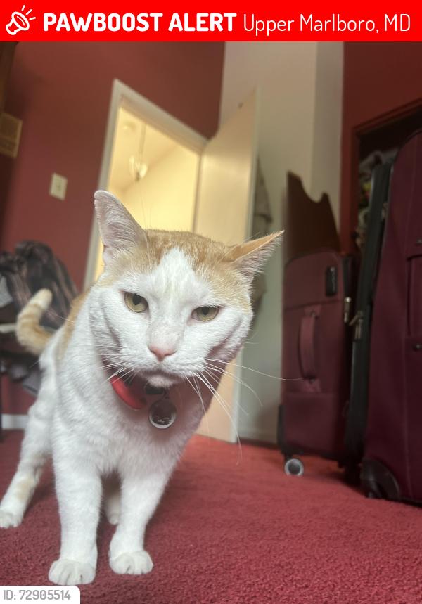 Lost Male Cat last seen Near Campus Way S, Upper Marlboro MD 20774, Upper Marlboro, MD 20774
