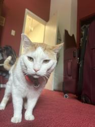 Lost Male Cat last seen Near Campus Way S, Upper Marlboro MD 20774, Upper Marlboro, MD 20774