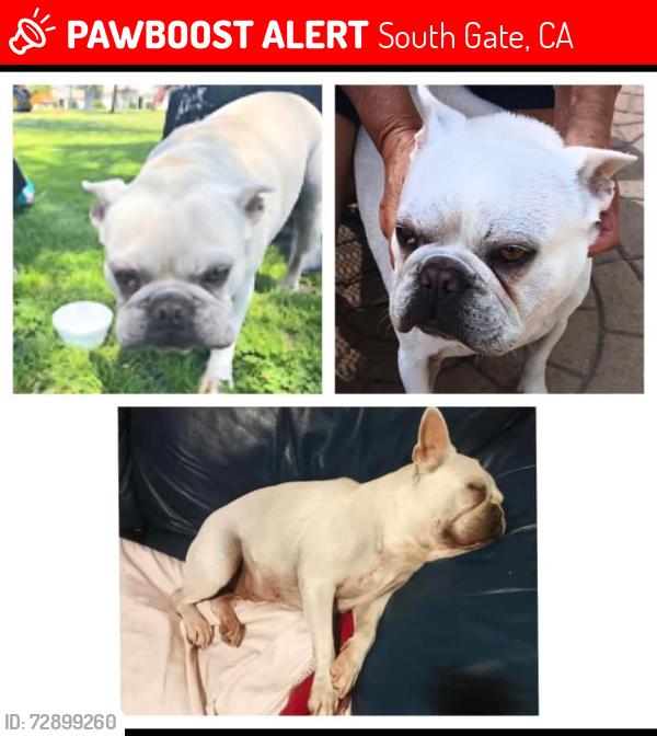 Lost Male Dog last seen Walnut Ave, near the park, South Gate CA 90280, South Gate, CA 90280