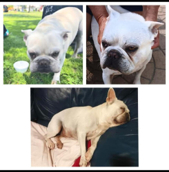Lost Male Dog last seen Walnut Ave, near the park, South Gate CA 90280, South Gate, CA 90280