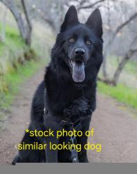Found/Stray Unknown Dog last seen Near w. Osborne st, Johnstown, PA 15905