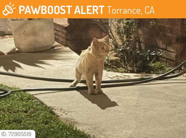 Found/Stray Unknown Cat last seen Torrance Blvd & Crenshaw Blvd, Torrance, CA 90501