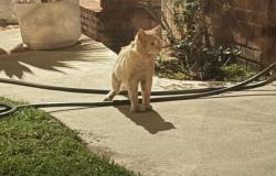 Found/Stray Unknown Cat last seen Torrance Blvd & Crenshaw Blvd, Torrance, CA 90501