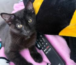 Reunited Male Cat last seen Near 106th ave and Pontiac, Oakland, CA 94603