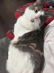 Lost Female Cat last seen Twilight Dr and Venus Dr or Twilight Dr and Mercury Dr, Swansea, IL 62226