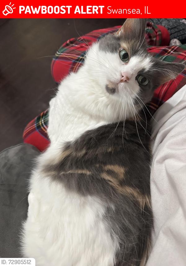 Lost Female Cat last seen Twilight Dr and Venus Dr or Twilight Dr and Mercury Dr, Swansea, IL 62226