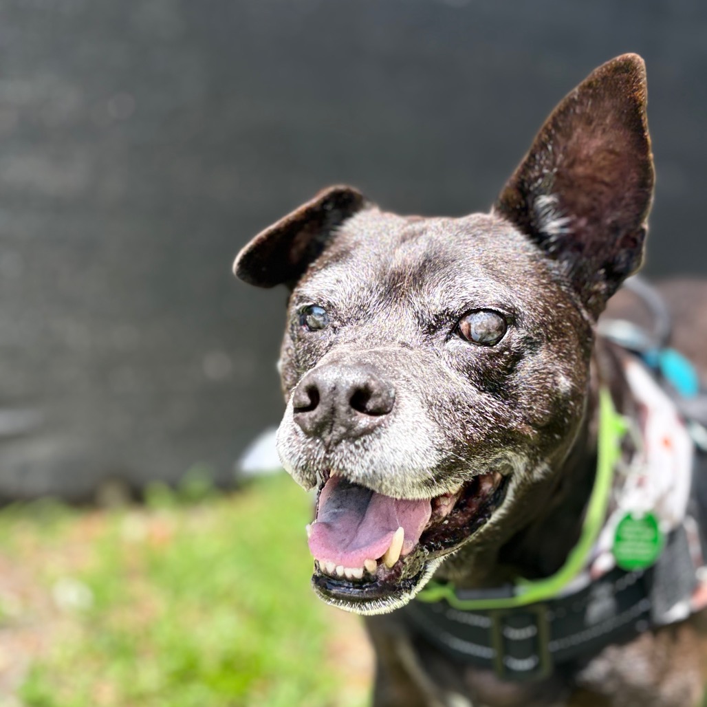 Shelter Stray Male Dog last seen , Port Richey, FL 34653