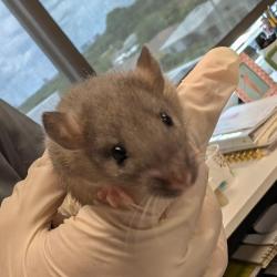 Shelter Stray Male Other last seen , Tampa, FL 33607