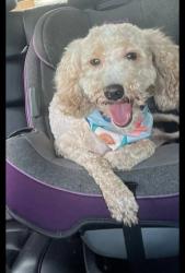 Lost Female Dog last seen Groesbeck, Bryan, TX 77803