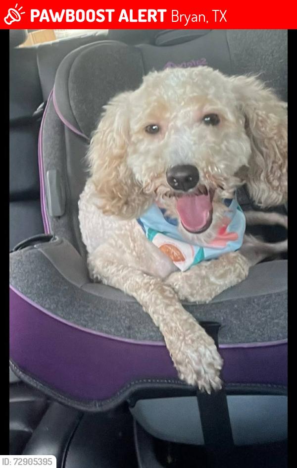 Lost Female Dog last seen Groesbeck, Bryan, TX 77803