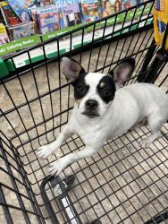 Reunited Female Dog last seen Near lemon , Anaheim, CA 92805