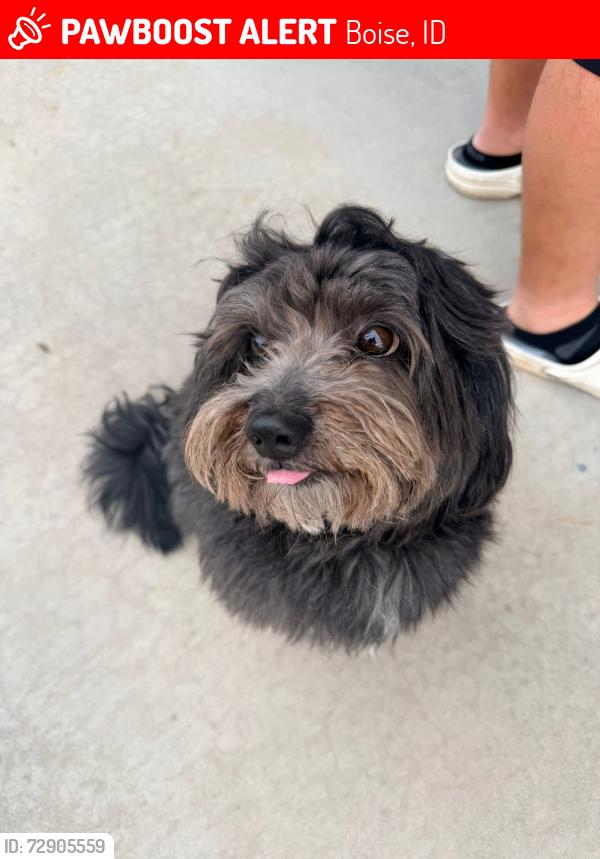 Lost Male Dog last seen Coverdale and ustick near the elementary school , Boise, ID 83713