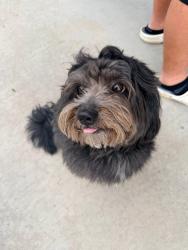 Lost Male Dog last seen Coverdale and ustick near the elementary school , Boise, ID 83713