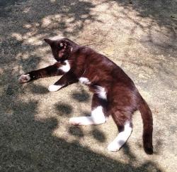 Lost Female Cat last seen Center College Street and Tower Court , Yellow Springs, OH 45387