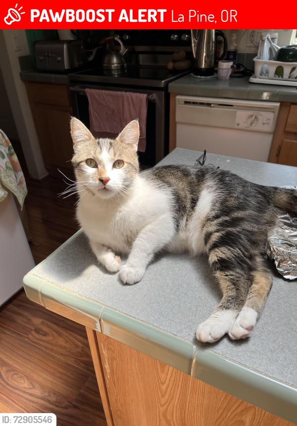 Lost Male Cat last seen Mabel & Cheryl, La Pine, OR 97739