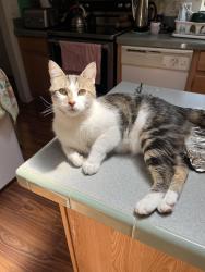 Lost Male Cat last seen Mabel & Cheryl, La Pine, OR 97739