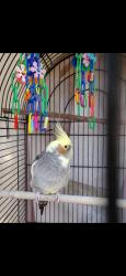 Lost Female Bird last seen Vernon/vermont area, Los Angeles, CA 90037