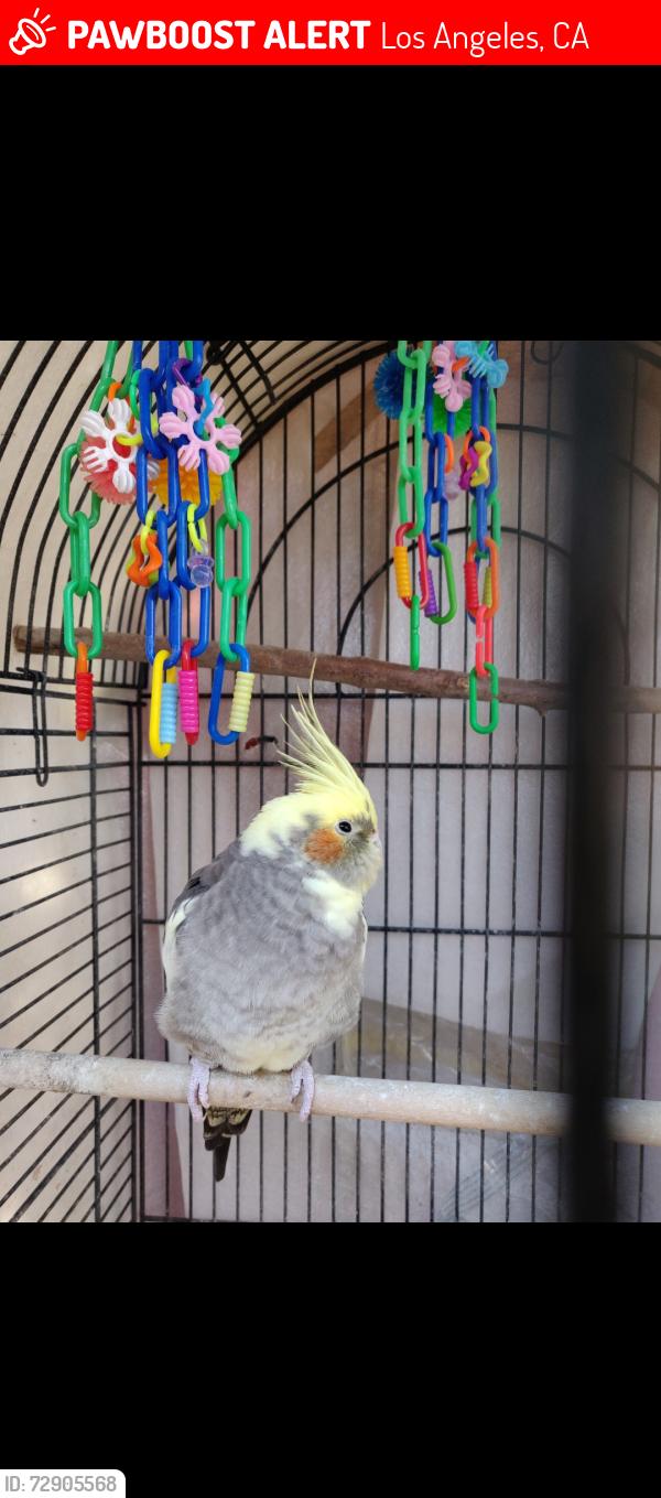 Lost Female Bird last seen Vernon/vermont area, Los Angeles, CA 90037