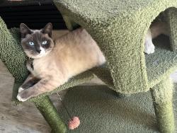 Reunited Female Cat last seen Lusitano Way y Percherón Dr, Elk Grove, CA 95757