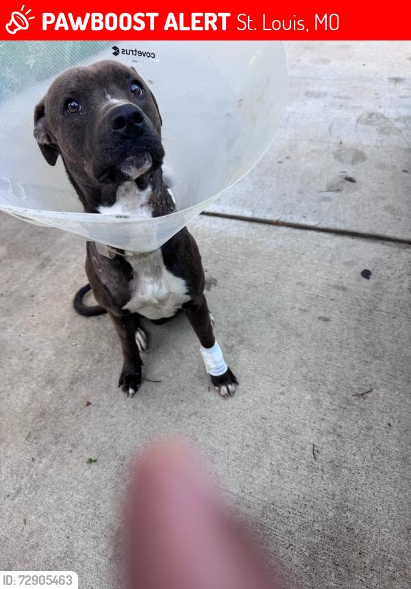 Lost Male Dog last seen Font st, St. Louis, MO 63137