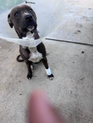 Lost Male Dog last seen Font st, St. Louis, MO 63137