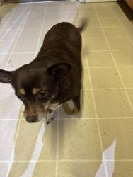 Lost Female Dog last seen Dayton Street, Robinson, TX 76706