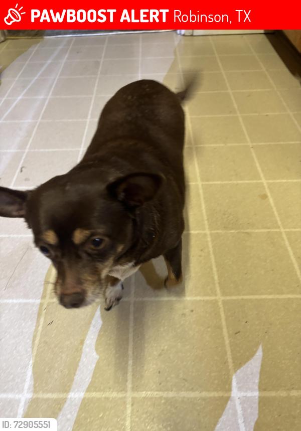 Lost Female Dog last seen Dayton Street, Robinson, TX 76706