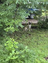 Found/Stray Unknown Dog last seen Tutwiler and Maria, Memphis, TN 38122