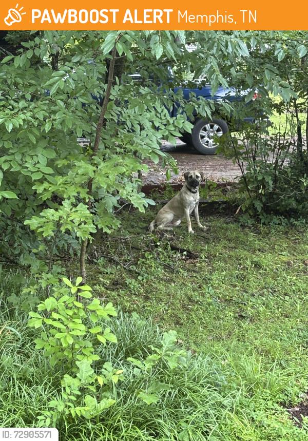 Found/Stray Unknown Dog last seen Tutwiler and Maria, Memphis, TN 38122