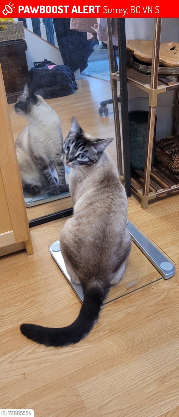 Lost Female Cat last seen Near Ave & 157st, Surrey, BC V4N 0S2