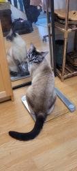 Lost Female Cat last seen Near Ave & 157st, Surrey, BC V4N 0S2