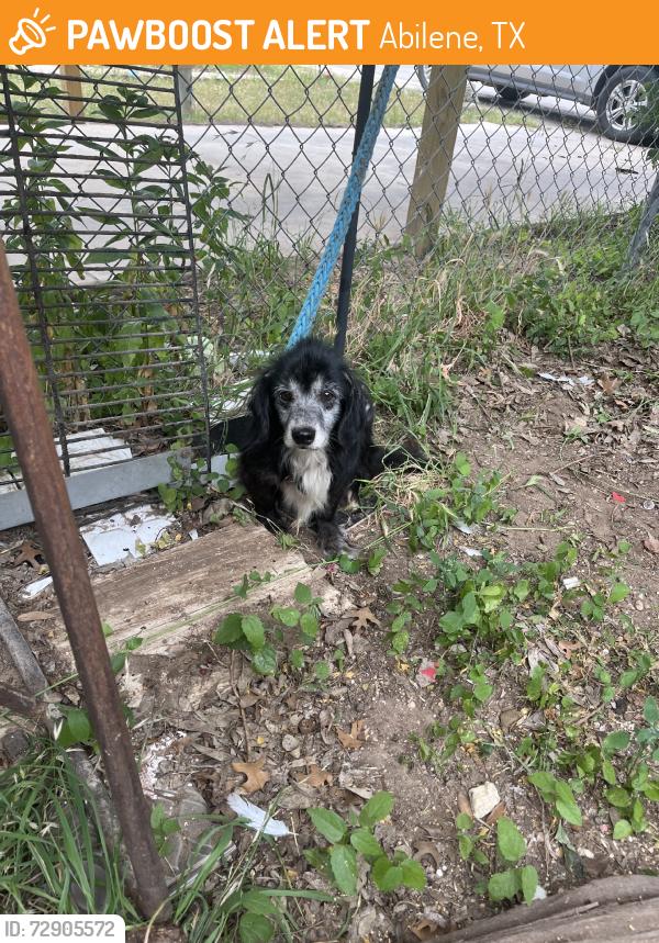 Found/Stray Female Dog last seen Family dollar, Abilene, TX 79602