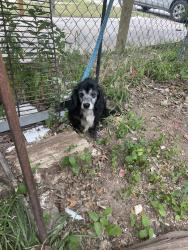Found/Stray Female Dog last seen Family dollar, Abilene, TX 79602