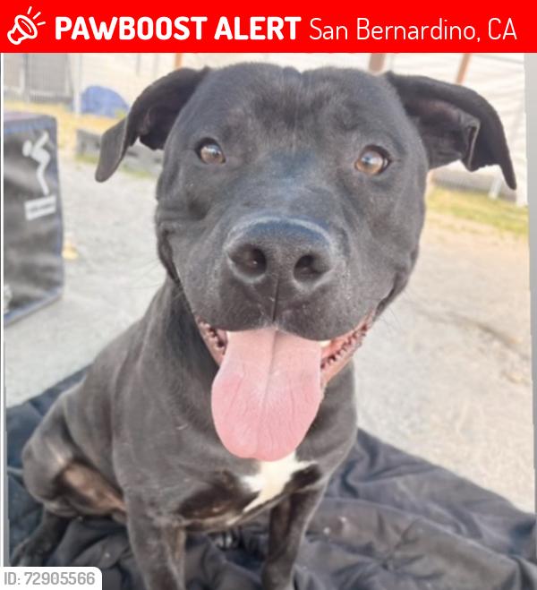 Lost Male Dog last seen Devore Animal Shelter, San Bernardino, CA 92407